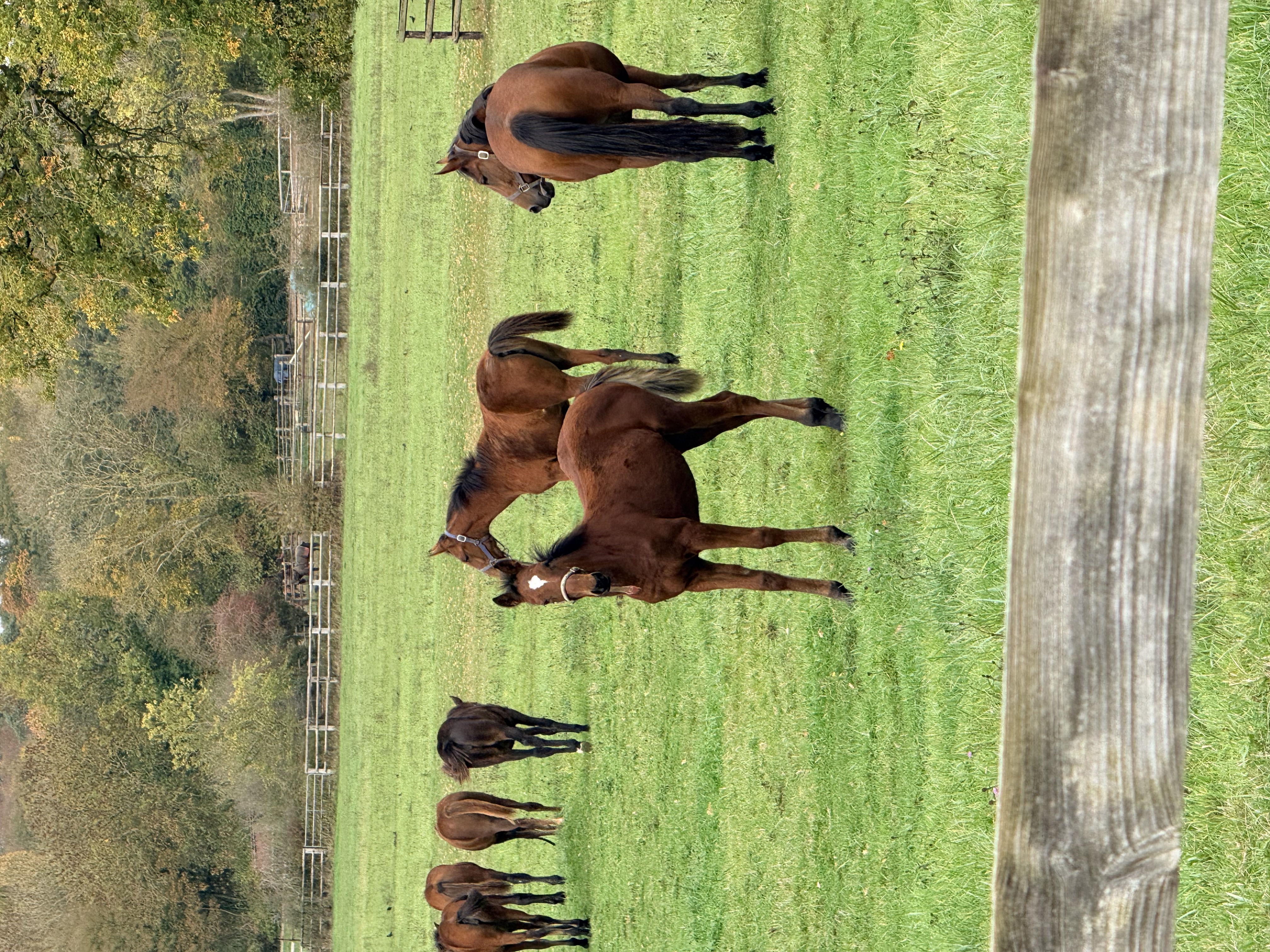 PANAMEA EXCLUSIVE - Foto 2