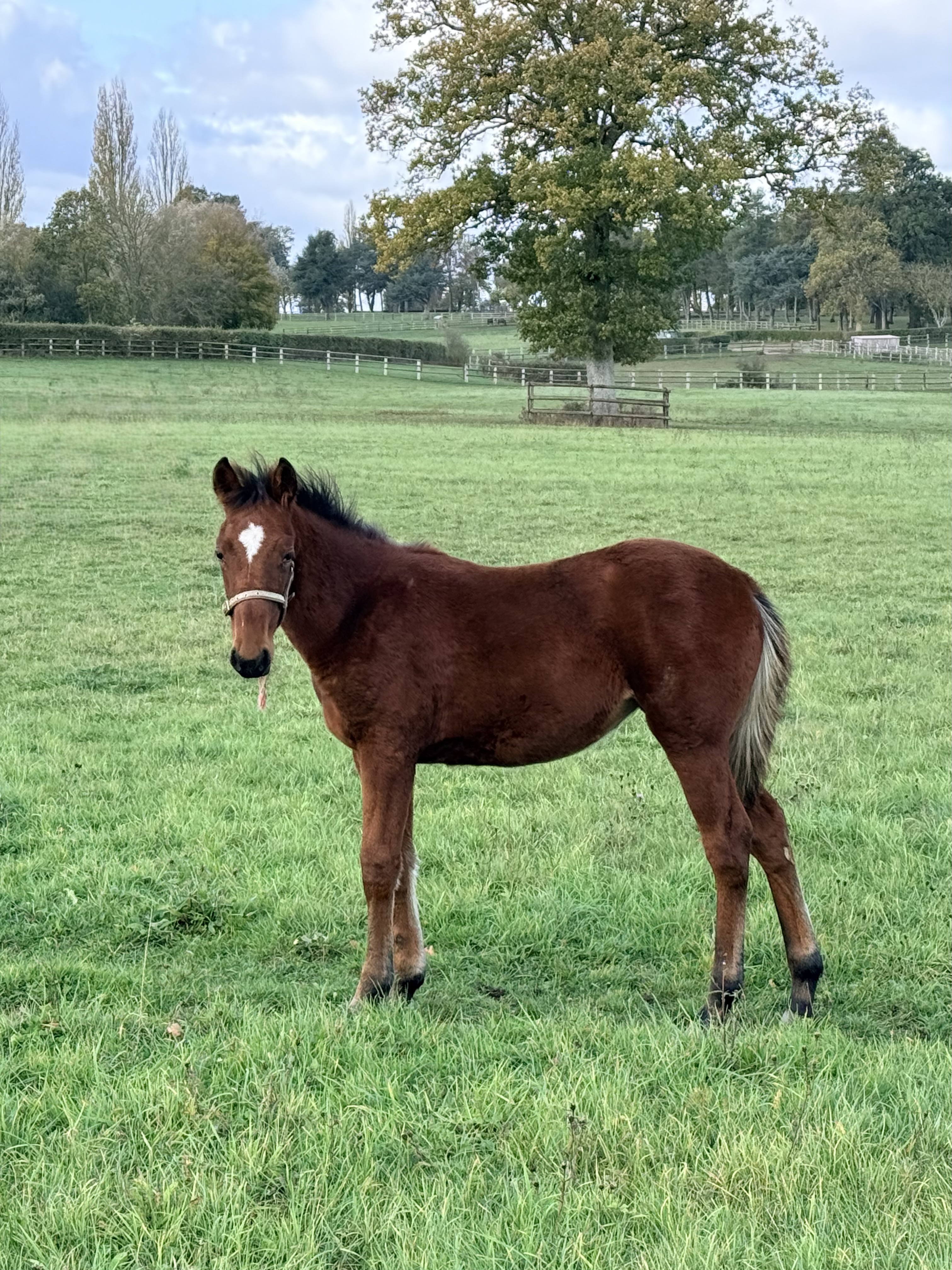 PANAMEA EXCLUSIVE - Foto 3