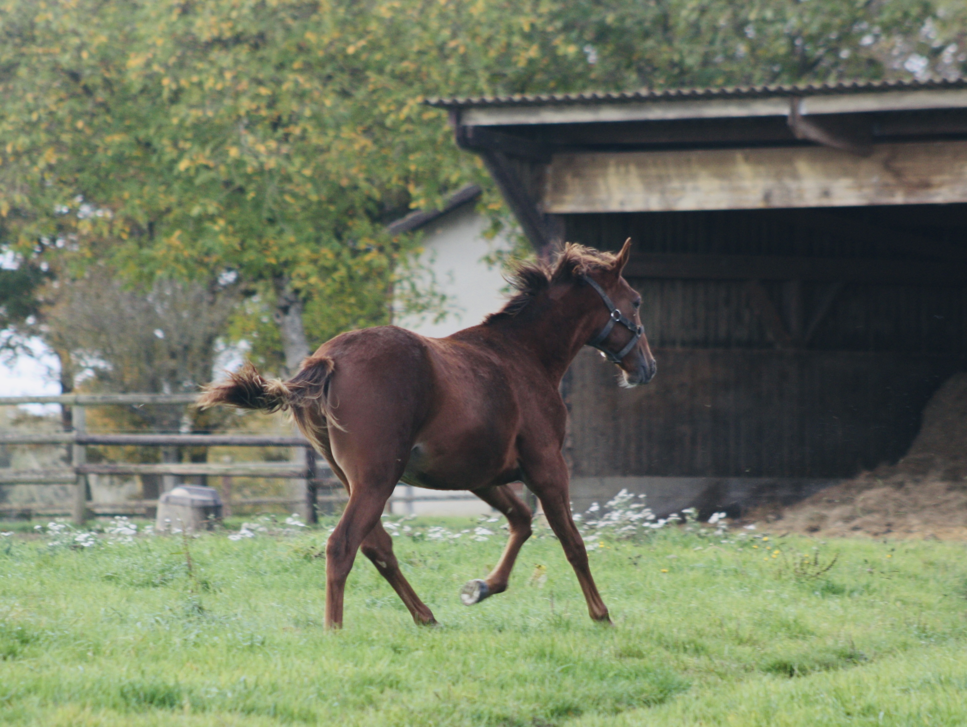 PERSEO EXCLUSIF - Foto 2