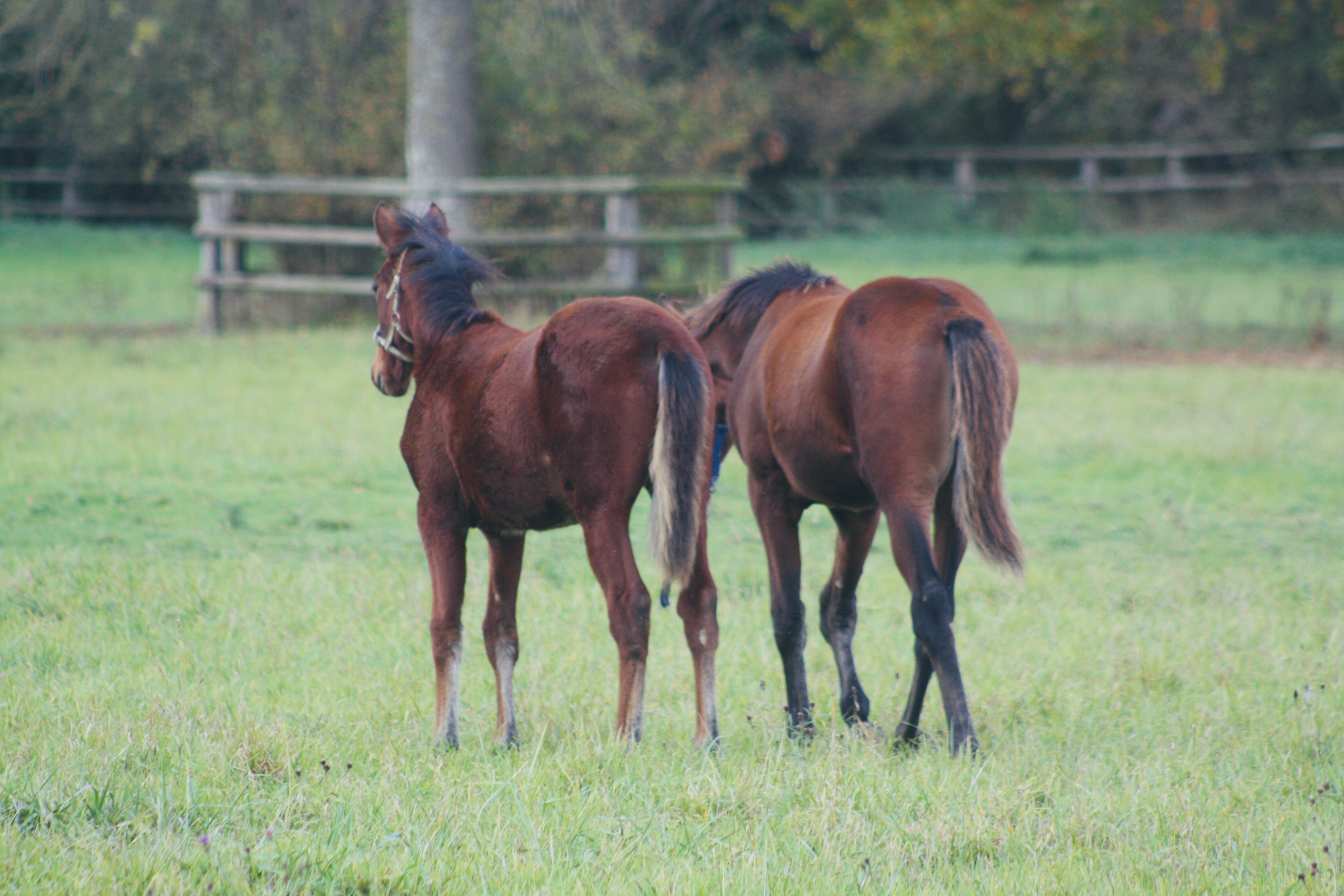 PANAMEA EXCLUSIVE - Foto 1