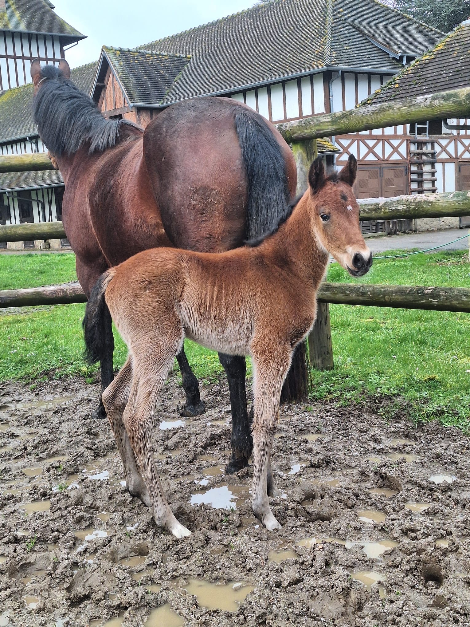 QUIMPER EXCLUSIVE - Foto 1