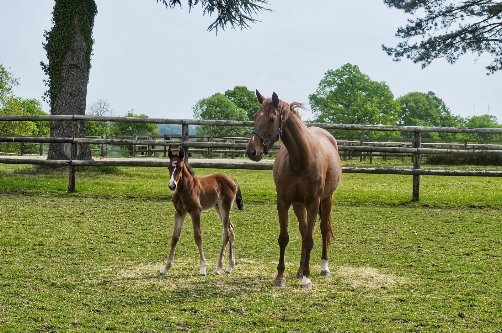 Cavalla con puledro al paddock