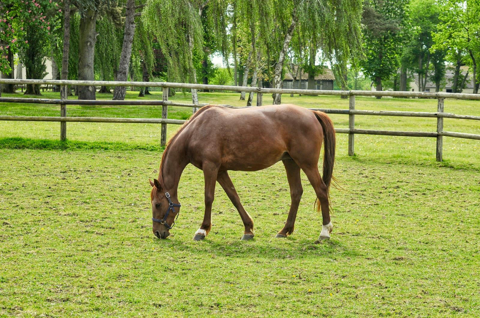 Cavallo al pascolo